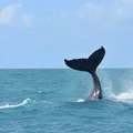 Avistamento de jubartes em Salvador bate recorde e sobe para 40% imagem