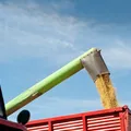 Bahia tem sete cidades nas 50 maiores produtoras agrícolas do Brasil imagem
