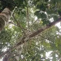 Baixo Sul baiano mantém protagonismo nacional na produção  de cravo-da-índia imagem