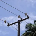 COP30 impulsiona Bahia: investimento de €300 mi promete modernizar a rede elétrica imagem