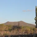 Caatinga captura 50% de carbono e Bahia vira chave contra mudança clima imagem