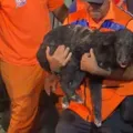 Cachorro é resgatado com vida após 35 horas sob escombros de explosão imagem