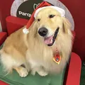 Cães terapeutas são a nova atração em natal de shopping imagem