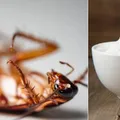 Como se livrar das baratas usando bicarbonato de sódio; guia completo imagem