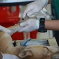 Dia mundial dos animais reforça importância da vacinação imagem