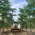 Estudo da Embrapa na COP30: 65,6% do Brasil é preservação nativa imagem