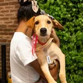 Evento natalino reúne pets para adoção responsável imagem