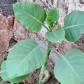 Família é internada em estado grave após comer planta tóxica por engano imagem