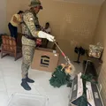 Família encontra sariguês em caixa de enfeites natalinos em Salvador imagem