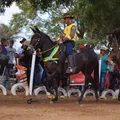 Fenagro 2025 vai premiar melhores burros e mulas do ano imagem