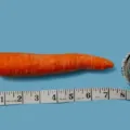 Filho com micropênis? Pais apontam preocupação no assunto. diz estudo imagem