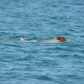 Flagrante inusitado: golfinhos são vistos usando esponjas como chapéus imagem