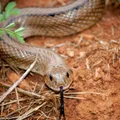 Homem aceita ser engolido por anaconda em programa de TV; assista imagem