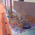Influenciador é multado em R$ 11,5 mil após vídeos de caça na Bahia imagem