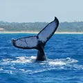 Litoral norte da Bahia recebe festival com ecoturismo e música imagem