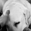 Luto por pets ainda é uma dor silenciosa acolhida por poucos imagem