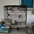 MP-BA denuncia mais de 20 integrantes da maior rede de tráfico de animais imagem
