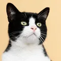 Mulheres gastam fortuna em disputa judicial pela guarda de gato imagem