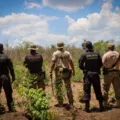 PF combate tráfico e destrói 29 mil pés de maconha em áreas indígenas imagem