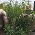 PM queima 23 mil pés de maconha na zona rural de Curaçá imagem