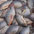 Pesquisadores brasileiros usam pele de tilápia em tratamento ocular imagem