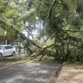 Queda de galho interdita trânsito no Corredor da Vitória imagem