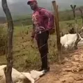 Raio atinge fazenda na Bahia e mata oito bovinos; prejuízo é de R$ 30 mil imagem