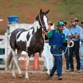 Salvador recebe leilão de cavalos de elite em dezembro imagem