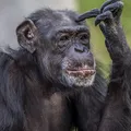 Sertanejo confessa que quase teve parte íntimas mordidas por chimpanzé imagem
