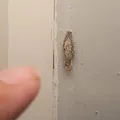 Traças por toda a casa: o que significa e como acabar com elas imagem