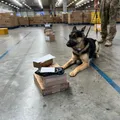 Triagem do tráfico: drogas e armas são apreendidas nos Correios imagem