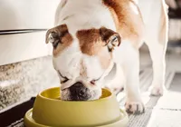 5 alimentos humanos comuns que são tóxicos para seu cão ou gato imagem