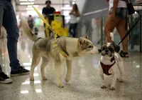 A capital dos animais