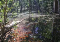 Achado incrível na Amazônia muda tudo o que sabíamos sobre dinossauros imagem