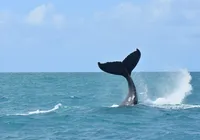 Avistamento de jubartes em Salvador bate recorde e sobe para 40% imagem
