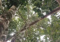 Baixo Sul baiano mantém protagonismo nacional na produção  de cravo-da-índia imagem