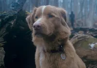 Bom Menino e mais: veja o que está passando no cinema em Salvador imagem