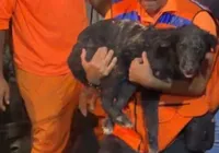 Cachorro é resgatado com vida após 35 horas sob escombros de explosão imagem