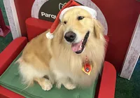 Cães terapeutas são a nova atração em natal de shopping
