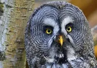 Cidade autoriza moradores a matar meio milhão de corujas