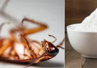 Como se livrar das baratas usando bicarbonato de sódio; guia completo