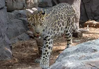 Deu match! Zoológico usa ‘Tinder animal’ para salvar espécie rara imagem