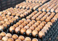 Dia Mundial do Ovo: produção baiana poderia fazer omelete para metade do planeta