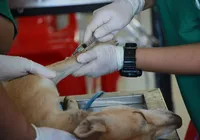 Dia mundial dos animais reforça importância da vacinação