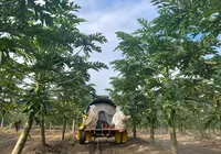 Estudo da Embrapa na COP30: 65,6% do Brasil é preservação nativa