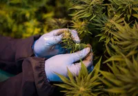 Estudo usa maconha medicinal para tratar psoríase e busca voluntários