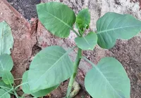 Família é internada em estado grave após comer planta tóxica por engano