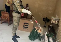 Família encontra sariguês em caixa de enfeites natalinos em Salvador