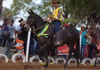 Fenagro 2025 vai premiar melhores burros e mulas do ano