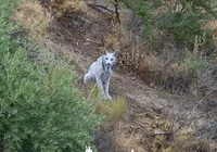 Fim dos tempos? Homem flagra animal conhecido como 'fantasma branco'